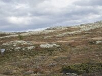 N, Innlandet, Sel, Smaahaarrtjonne 16, Saxifraga-Willem van Kruijsbergen