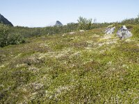 N, Nordland, Andoy, Bleikmorenen 12, Saxifraga-Willem van Kruijsbergen