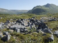 N, Nordland, Andoy, Bleikmorenen 19, Saxifraga-Willem van Kruijsbergen