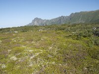 N, Nordland, Andoy, Bleikmorenen 20, Saxifraga-Willem van Kruijsbergen