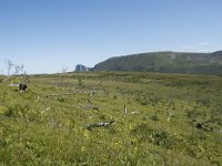 N, Nordland, Andoy, Nonstinden 3, Saxifraga-Willem van Kruijsbergen