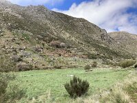 P, Guarda, Manteigas, Sao Pedro 11, Saxifraga-Kees Marijnissen