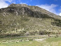 P, Guarda, Manteigas, Sao Pedro 13, Saxifraga-Kees Marijnissen