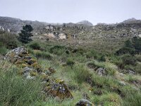 P, Guarda, Manteigas, Sao Pedro 2, Saxifraga-Kees Marijnissen