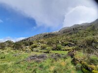 P, Guarda, Manteigas, Sao Pedro 5, Saxifraga-Kees Marijnissen