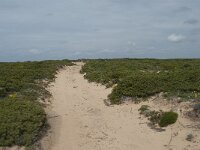 P, Faro, Vila do Bispo, Cabo Sao Vicente 112, Saxifraga-Willem van Kruijsbergen