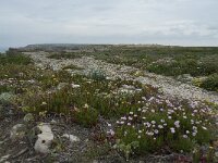 P, Faro, Vila do Bispo, Cabo Sao Vicente 119, Saxifraga-Willem van Kruijsbergen