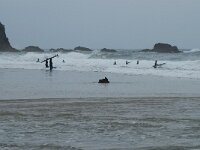 P, Faro, Vila do Bispo, Praia de Castelejo 99, Saxifraga-Willem van Kruijsbergen