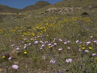 E, Almeria, Nijar, Cabo de Gata 97, Saxifraga-Willem van Kruijsbergen