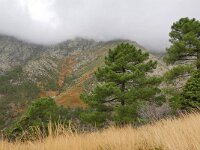 E, Avila, Guisando, Galayos valley 27, Saxifraga-Tom Heijnen