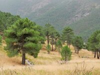 E, Avila, Guisando, Galayos valley 39, Saxifraga-Tom Heijnen