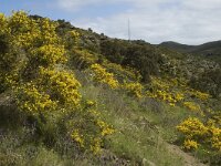 E, Girona, Cadaques, Cap de Creus 12, Saxifraga-Marijke Verhagen