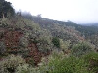 E, Las Palmas, Tejeda, near Roque Nublo 1, Saxifraga-Tom Heijnen