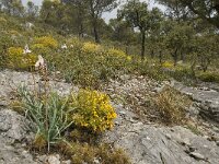 E, Malaga, El Burgo, Sierra de las Nieves 24, Saxifraga-Willem van Kruijsbergen