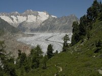 CH, Wallis, Riederalp, Aletschwald 13, Saxifraga-Willem van Kruijsbergen
