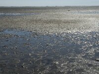 D, Schleswig-Holstein, Nordstrand, Dreisprung 7, Saxifraga-Jan van der Straaten