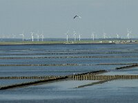 D, Schleswig-Holstein, Nordstrand, Norden 4, Saxifraga-Jan van der Straaten