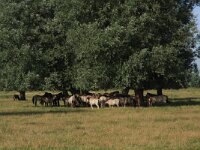 NL, Friesland, Noardeast-Fryslan, Pompsterplaat 1, Saxifraga-Hans Boll