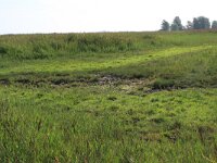 NL, Friesland, Noardeast-Fryslan, Zoutkamperplaat 16, Saxifraga-Hans Boll