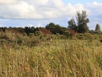 NL, Friesland, Noardeast-Fryslan, Zoutkamperplaat 17, Saxifraga-Hans Boll