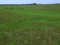 NL, Friesland, Noardeast-Fryslan, Zoutkamperplaat 20, Saxifraga-Hans Boll