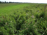 NL, Friesland, Noardeast-Fryslan, Zoutkamperplaat 21, Saxifraga-Hans Boll