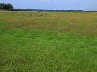 NL, Friesland, Noardeast-Fryslan, Zoutkamperplaat 34, Saxifraga-Hans Boll