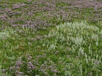 NL, Friesland, Schiermonnikoog 73, Saxifraga-Dirk Hilbers