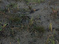 NL, Friesland, Terschelling, Berenkuil 3, Saxifraga-Hans Boll