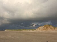 NL, Friesland, Terschelling, Boschplaat 49, Saxifraga-Hans Boll