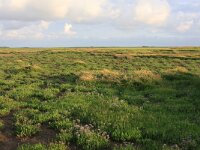 NL, Friesland, Terschelling, Boschplaat 52, Saxifraga-Hans Boll