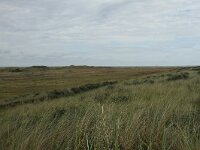 NL, Friesland, Terschelling, Boschplaat 69, Saxifraga-Dirk Hilbers