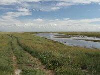 NL, Friesland, Terschelling, Boschplaat 76, Saxifraga-Dirk Hilbers