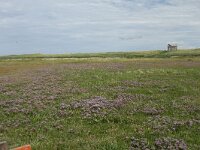 NL, Friesland, Terschelling, Boschplaat 81, Saxifraga-Dirk Hilbers