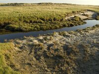 NL, Friesland, Terschelling, Groede 11, Saxifraga-Jan van der Straaten