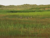 NL, Friesland, Terschelling, Groene strand 10, Saxifraga-Hans Boll