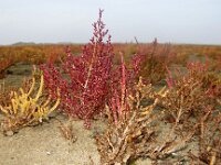 NL, Friesland, Terschelling, Noordsvaarder 90, Saxifraga-Foto Fitis-Sytske Dijksen
