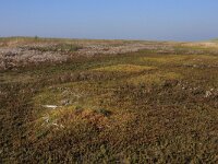 NL, Friesland, Terschelling, Noordvaarder 47, Saxifraga-Hans Boll