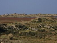 NL, Friesland, Terschelling, Noordvaarder 50, Saxifraga-Hans Boll