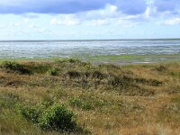 NL, Friesland, Vlieland, Dodemans Bol 6, Saxifraga-Hans Boll