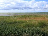 NL, Friesland, Vlieland, Dodemans Bol 7, Saxifraga-Hans Boll