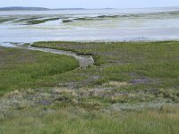 NL, Friesland, Vlieland, Posthuiswad 2, Saxifraga-Hans Boll