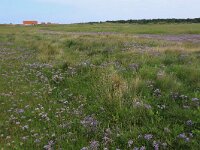 NL, Friesland, Vlieland, Posthuiswad 6, Saxifraga-Hans Boll