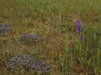 NL, Groningen, Het Hogeland, Ballastplaat 31, Saxifraga-Hans Boll