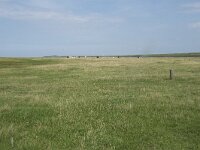 NL, Groningen, Het Hogeland, Noordpolderzijl 15, Saxifraga-Willem van Kruijsbergen