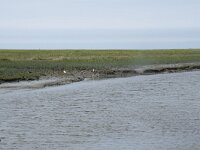 NL, Groningen, Het Hogeland, Noordpolderzijl 23, Saxifraga-Willem van Kruijsbergen
