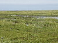 NL, Groningen, Het Hogeland, Noordpolderzijl 41, Saxifraga-Willem van Kruijsbergen