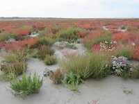 NL, Groningen, Het Hogeland, Rottummerplaat 2, Saxifraga-Mark Zekhuis