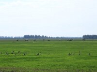 NL, Groningen, Het Hogeland, Schildhoek 2, Saxifraga-Hans Boll
