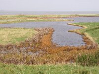 NL, Noord-Holland, Hollands Kroon, Wieringen, Vatrop 1, Saxifraga-Foto Fitis-Sytske Dijksen